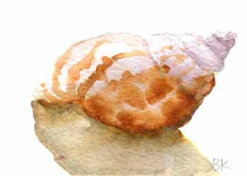"Sea Shell" by Barbara Kettner, Viola WI - Watercolor - SOLD